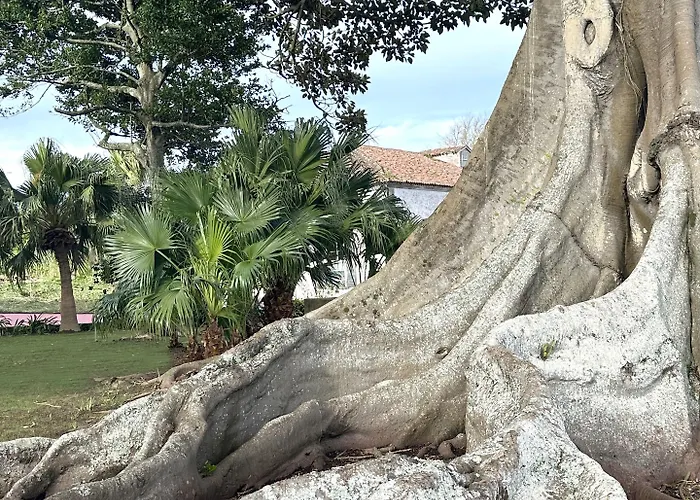 招待所 Solar Dos Cantos Botanic House & Garden