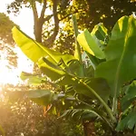 Solar Dos Cantos Botanic House & Garden