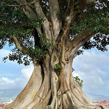 Solar Dos Cantos Botanic House & Garden Pensjonat Ponta Delgada