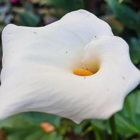 Solar Dos Cantos Botanic House & Garden Pensjonat Ponta Delgada