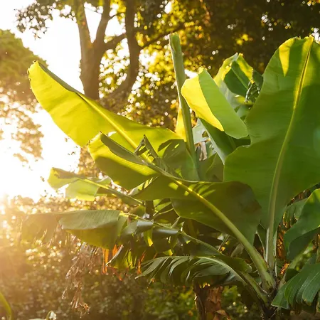 Solar Dos Cantos Botanic House & Garden