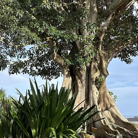 Solar Dos Cantos Botanic House & Garden Pensionat 3*