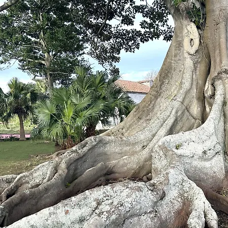 Pensjonat Solar Dos Cantos Botanic House & Garden