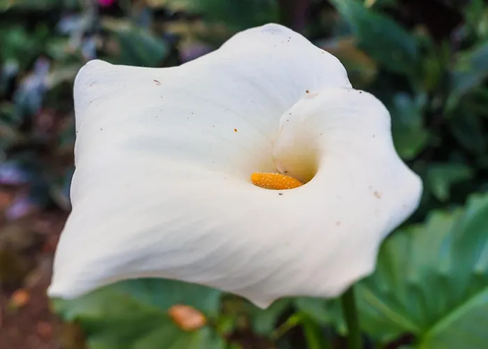 Solar Dos Cantos Botanic House & Garden Gasthuis Ponta Delgada
