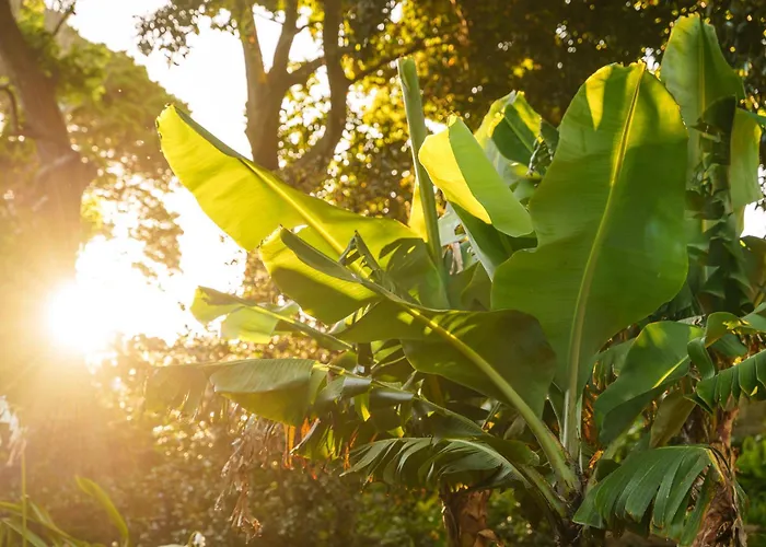 Solar Dos Cantos Botanic House & Garden