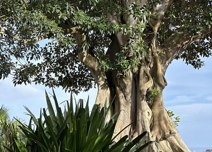 Solar Dos Cantos Botanic House & Garden Gasthuis 3*