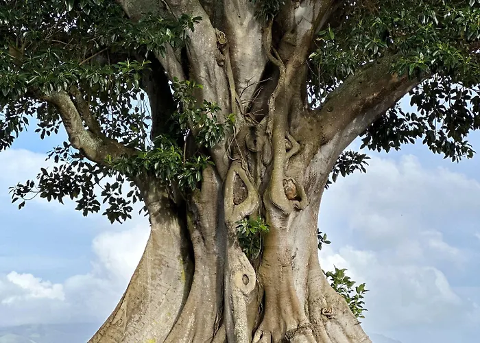 Gasthuis Solar Dos Cantos Botanic House & Garden 3*